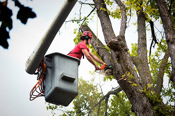 How Our Tree Care Process Works  in  Mammoth Lakes, CA